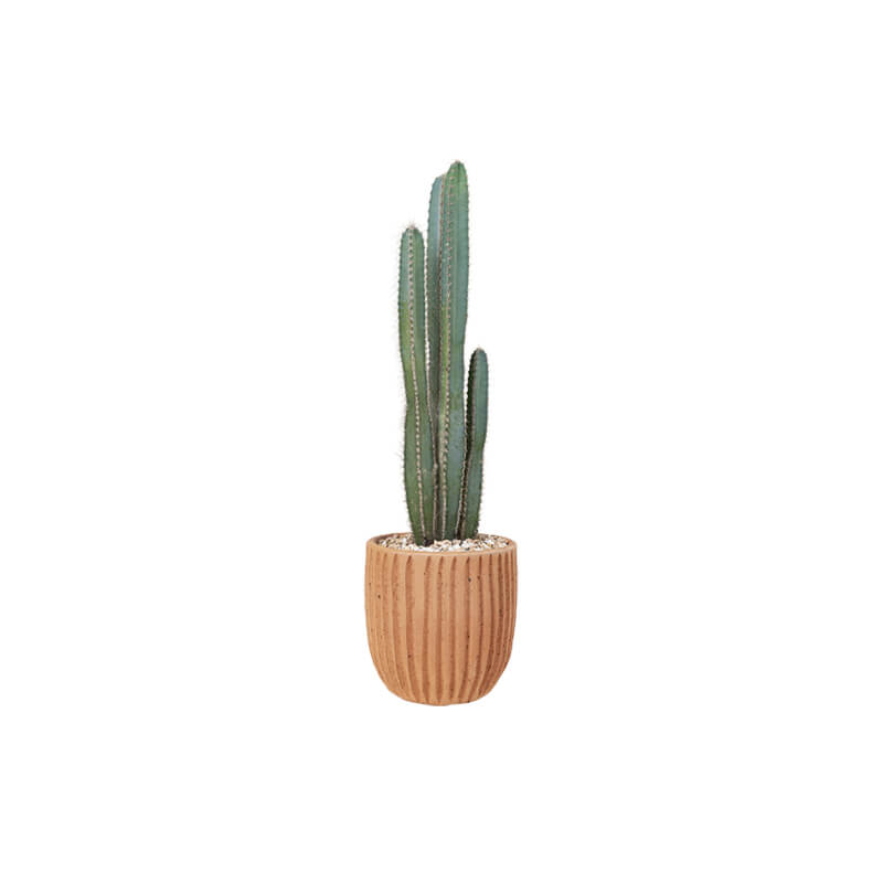 Candelabra Cactus (Demo)